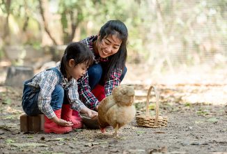 Games for Kids and Chickens